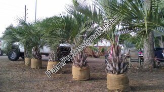 butia-capitata-cocos-australis-pindo-palm-jelly-palm