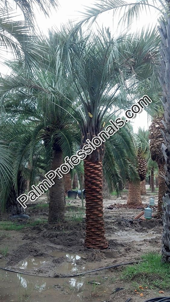 butia-capitata-cocos-australis-pindo-palm-jelly-palm