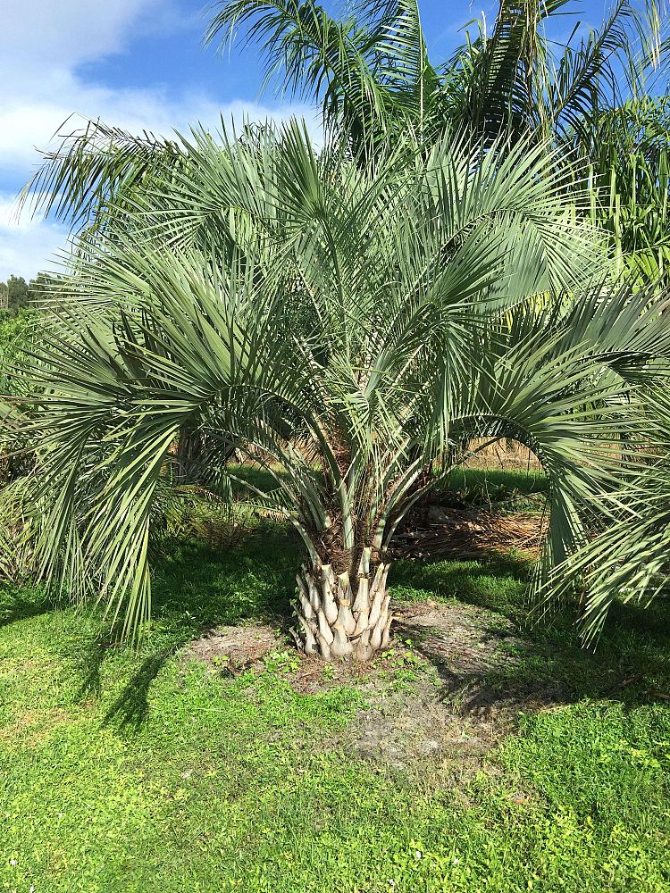 butia-capitata-cocos-australis-pindo-palm-jelly-palm