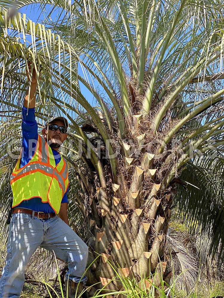 butia-capitata-cocos-australis-pindo-palm-jelly-palm