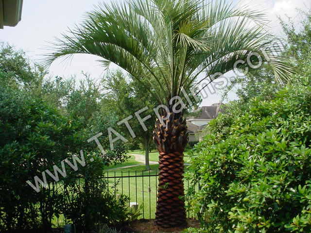 butia-capitata-cocos-australis-pindo-palm-jelly-palm
