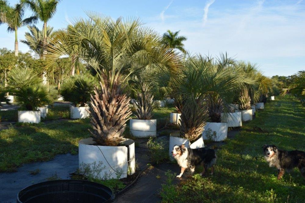 butia-capitata-cocos-australis-pindo-palm-jelly-palm