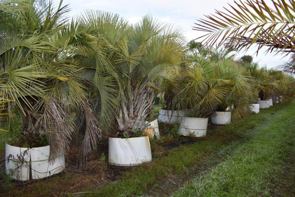 butia-capitata-cocos-australis-pindo-palm-jelly-palm