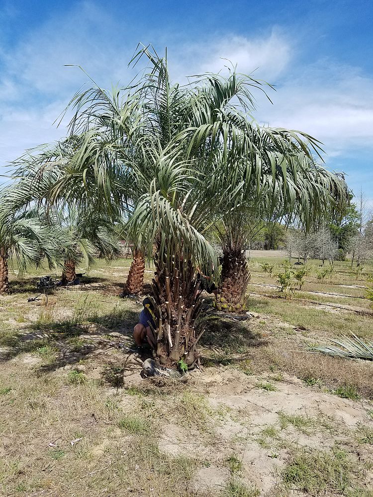 butia-capitata-cocos-australis-pindo-palm-jelly-palm