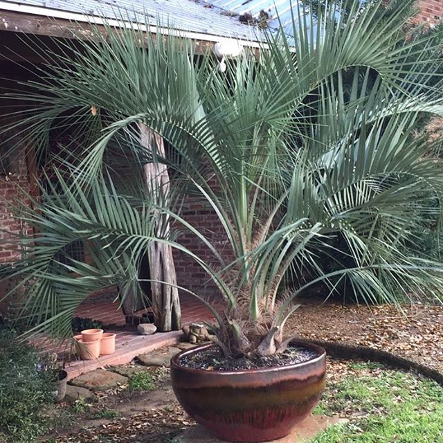 butia-capitata-cocos-australis-pindo-palm-jelly-palm