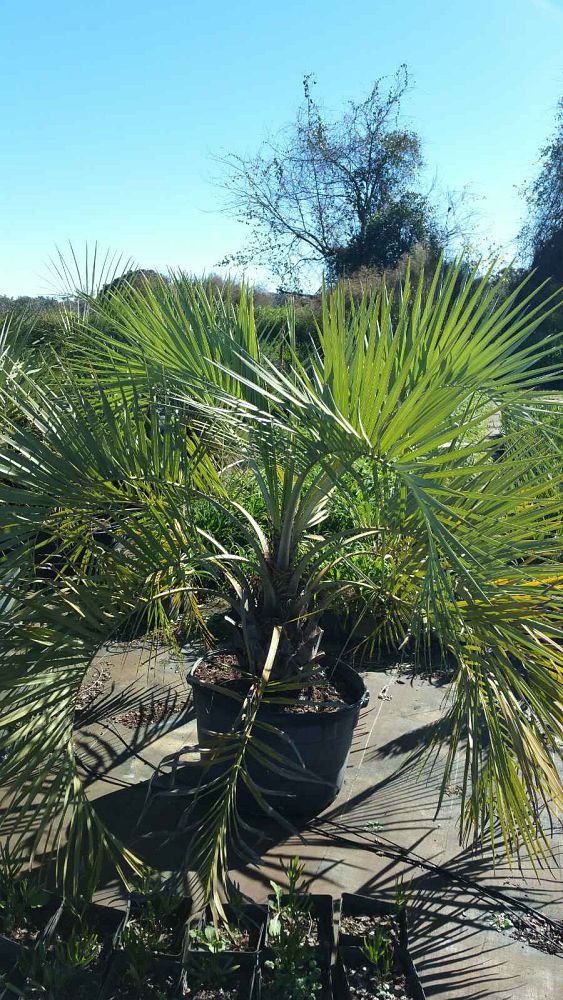 butia-capitata-cocos-australis-pindo-palm-jelly-palm