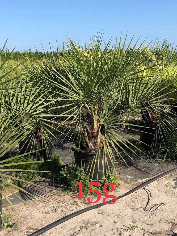 butia-capitata-cocos-australis-pindo-palm-jelly-palm
