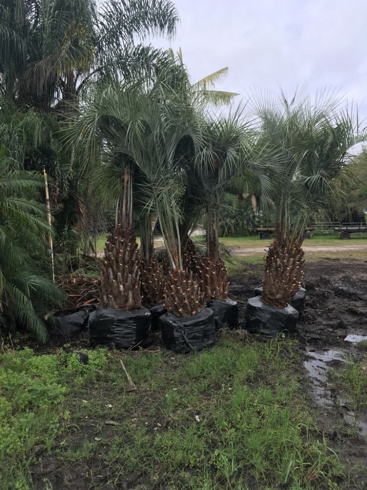butia-capitata-cocos-australis-pindo-palm-jelly-palm