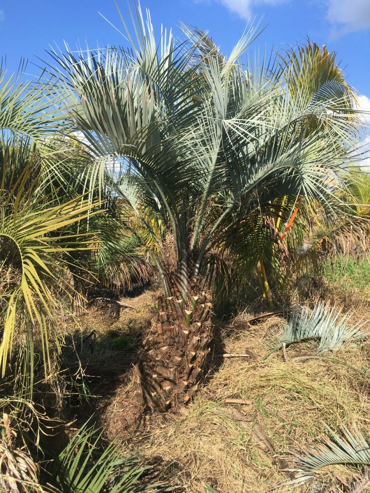 butia-capitata-cocos-australis-pindo-palm-jelly-palm