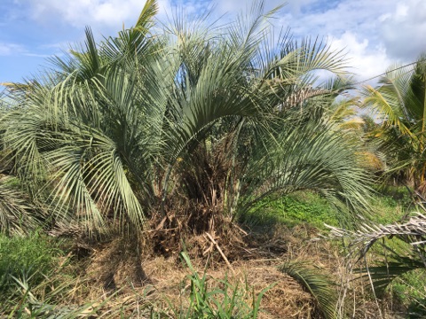 butia-capitata-cocos-australis-pindo-palm-jelly-palm