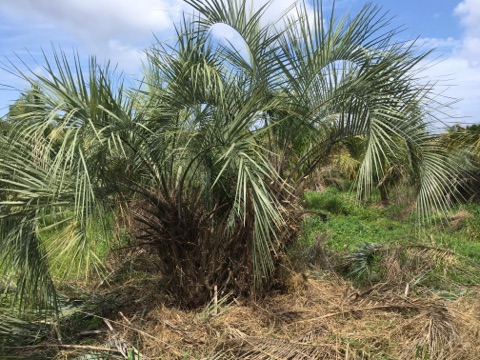 butia-capitata-cocos-australis-pindo-palm-jelly-palm