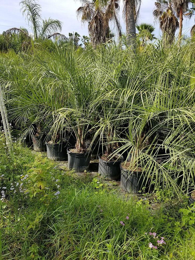 butia-capitata-cocos-australis-pindo-palm-jelly-palm