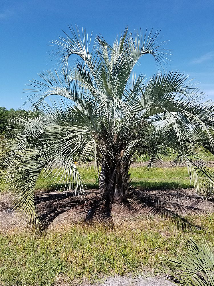 butia-capitata-cocos-australis-pindo-palm-jelly-palm