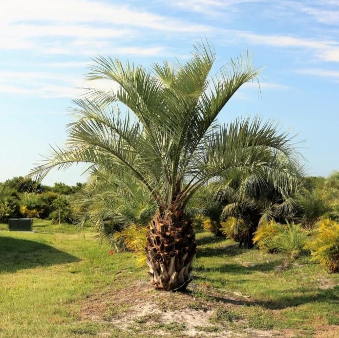 butia-capitata-cocos-australis-pindo-palm-jelly-palm