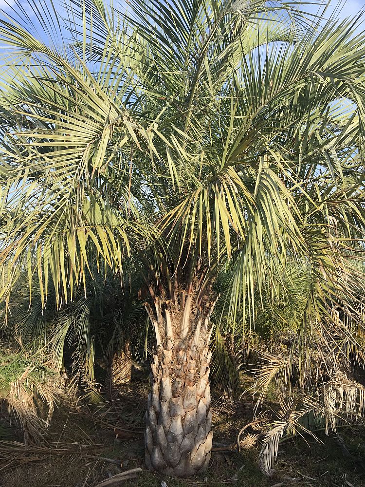 butia-capitata-cocos-australis-pindo-palm-jelly-palm