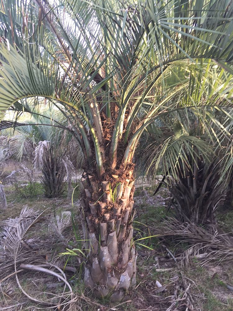 butia-capitata-cocos-australis-pindo-palm-jelly-palm
