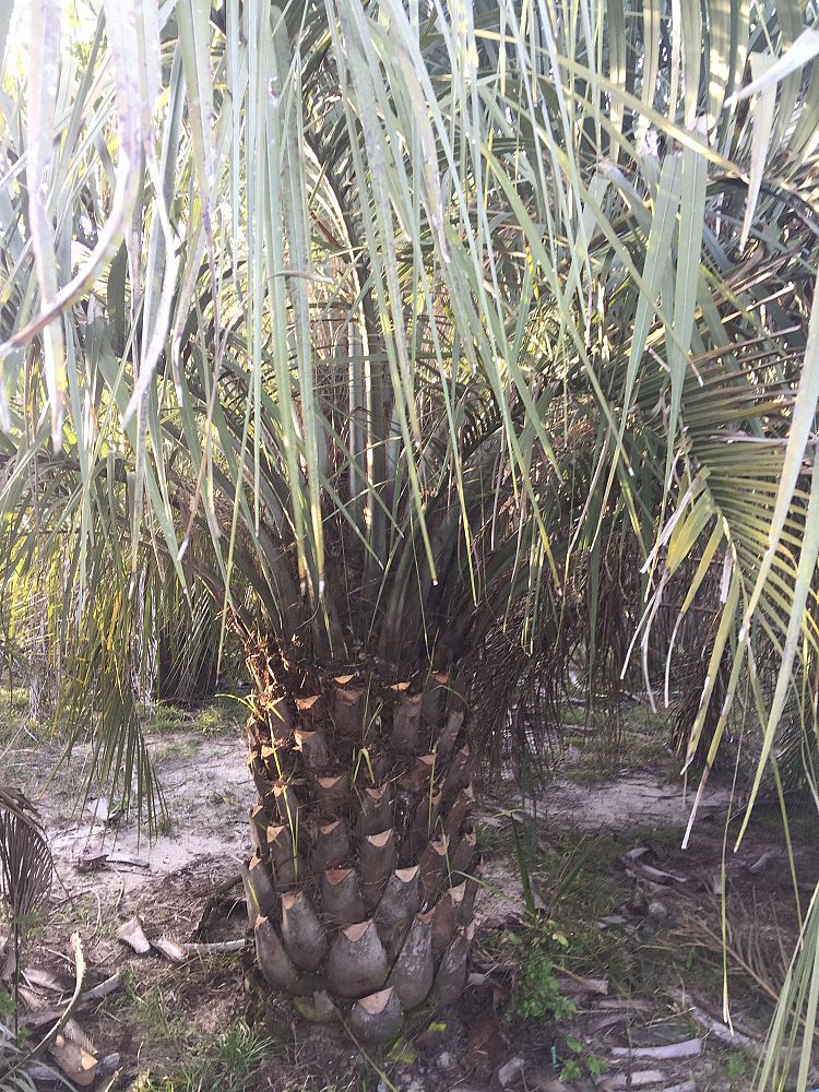 butia-capitata-cocos-australis-pindo-palm-jelly-palm