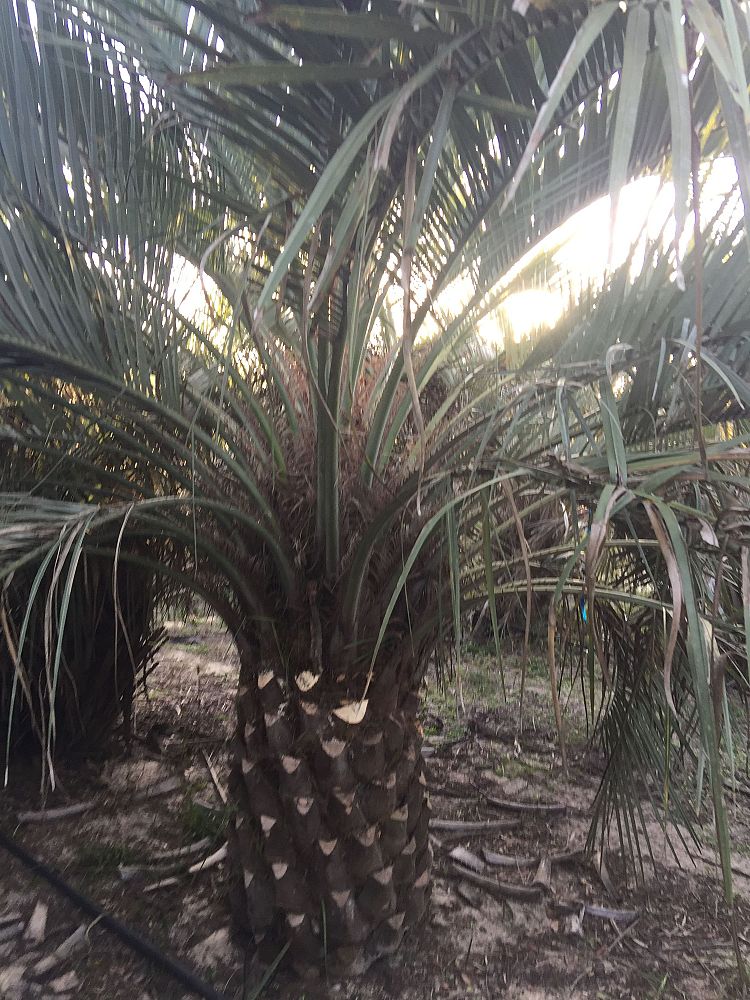 butia-capitata-cocos-australis-pindo-palm-jelly-palm