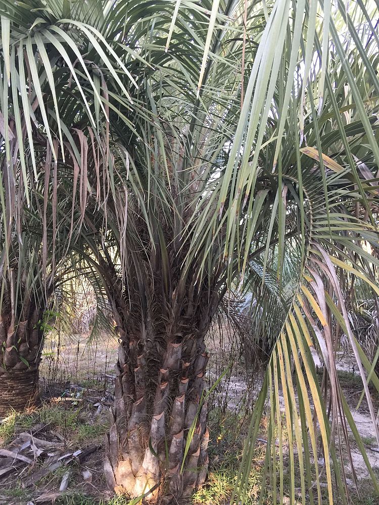 butia-capitata-cocos-australis-pindo-palm-jelly-palm