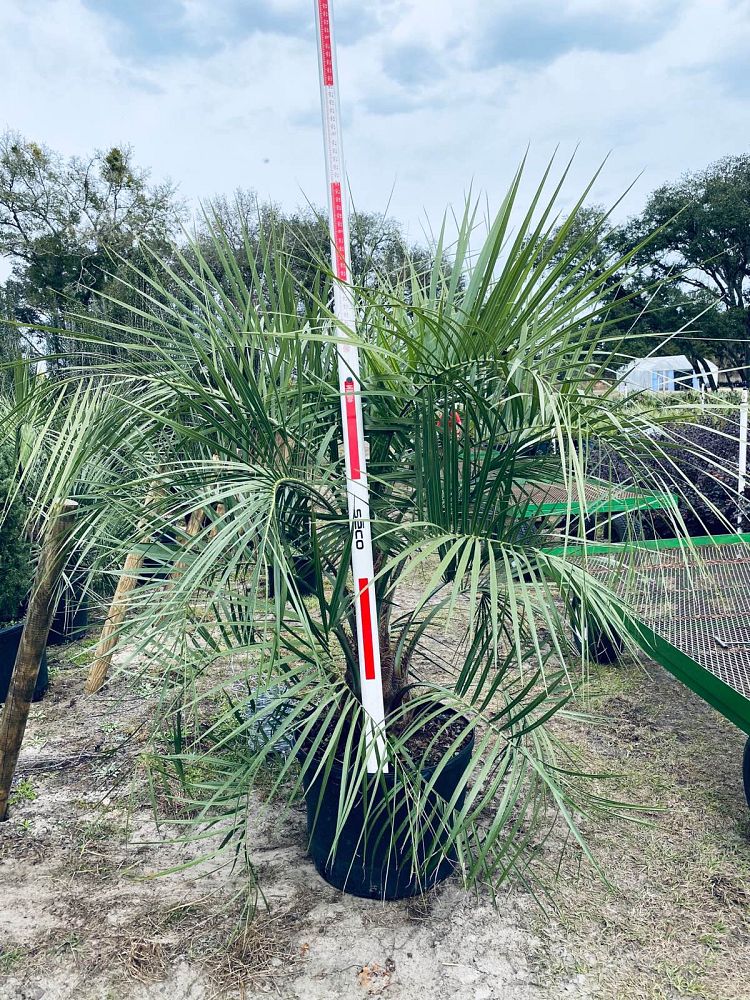 butia-capitata-cocos-australis-pindo-palm-jelly-palm
