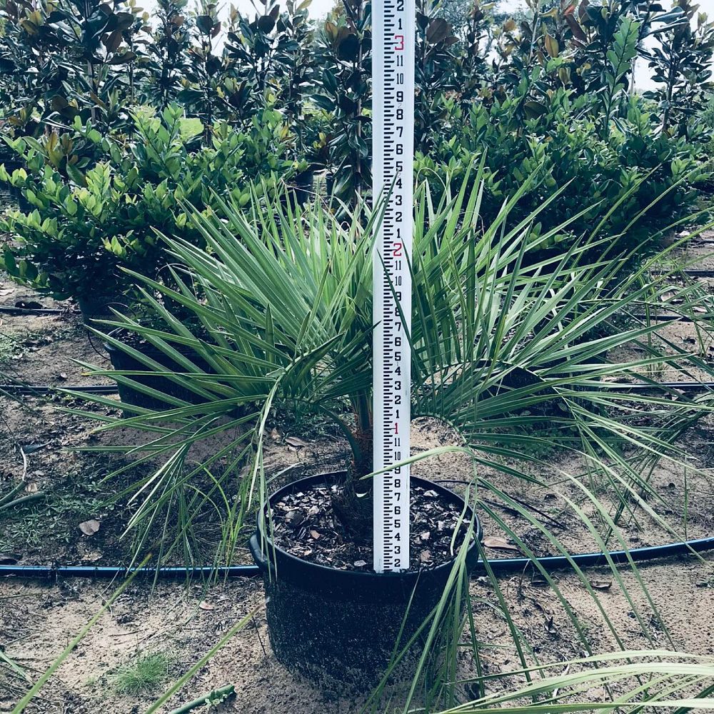 butia-capitata-cocos-australis-pindo-palm-jelly-palm