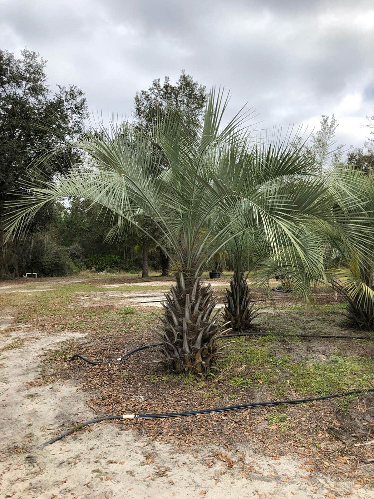 butia-capitata-cocos-australis-pindo-palm-jelly-palm