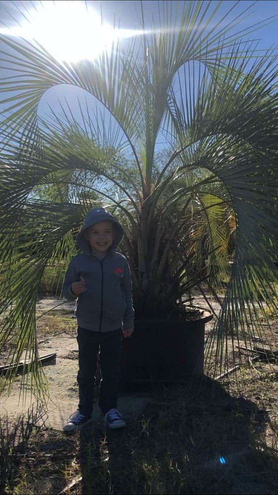butia-capitata-cocos-australis-pindo-palm-jelly-palm