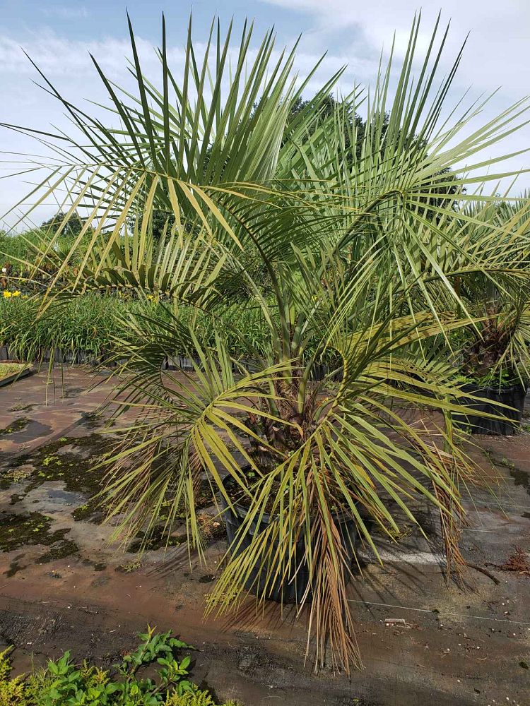 butia-capitata-cocos-australis-pindo-palm-jelly-palm