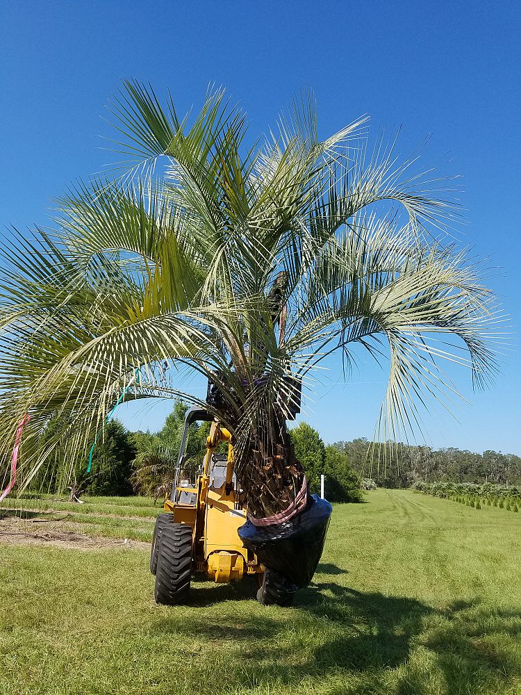 butia-capitata-cocos-australis-pindo-palm-jelly-palm