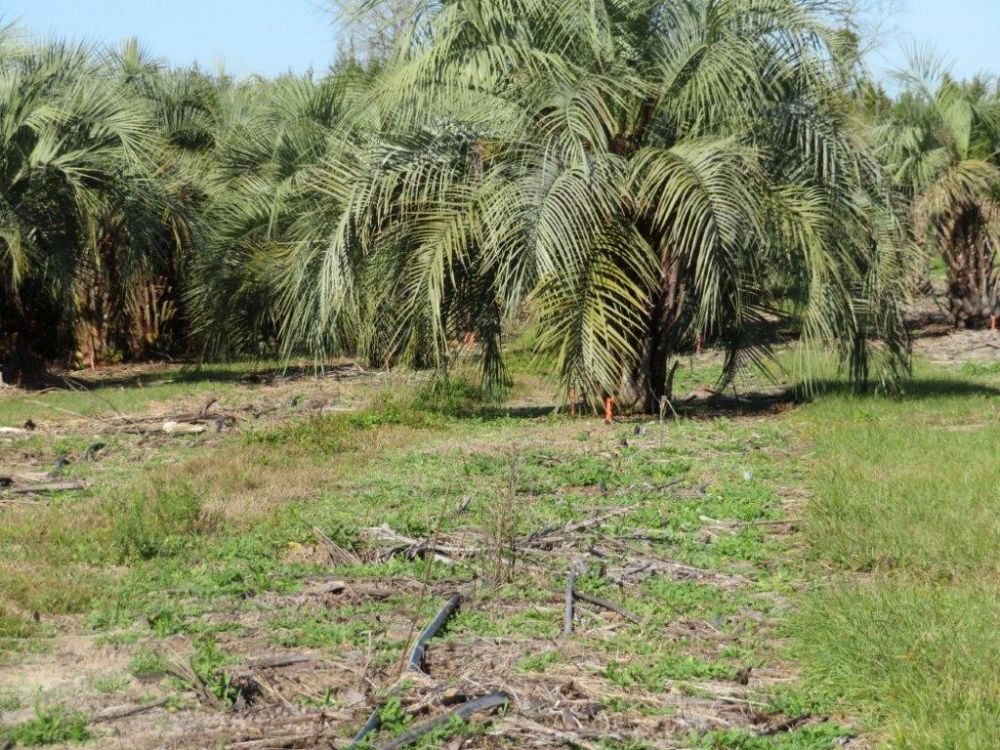 butia-capitata-cocos-australis-pindo-palm-jelly-palm