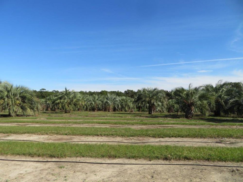 butia-capitata-cocos-australis-pindo-palm-jelly-palm
