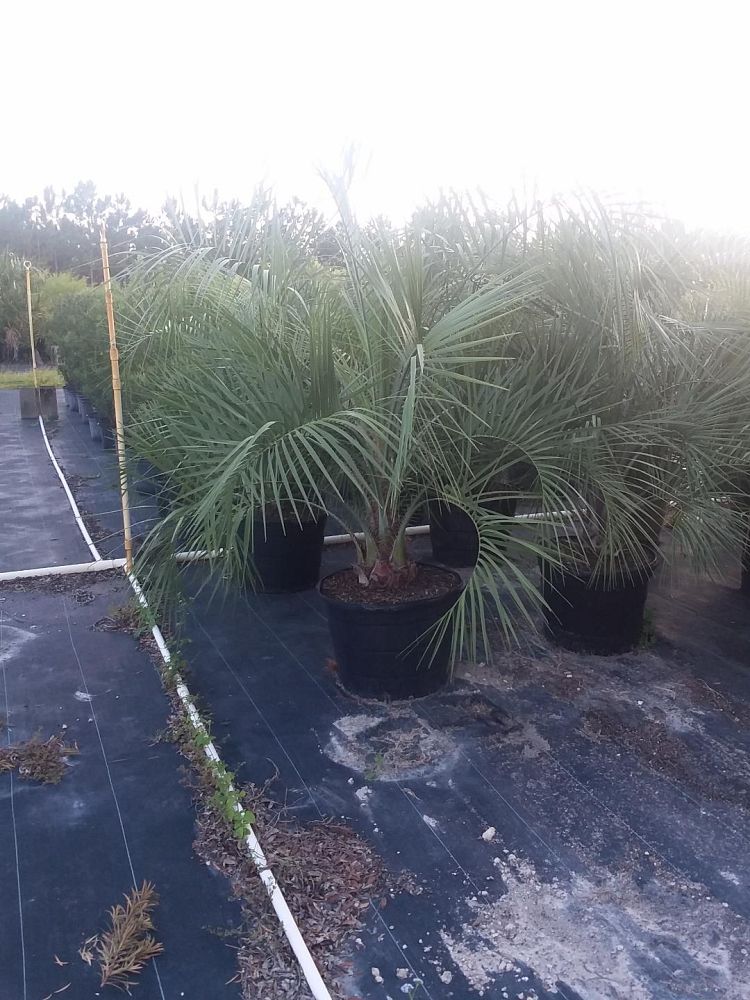 butia-capitata-cocos-australis-pindo-palm-jelly-palm
