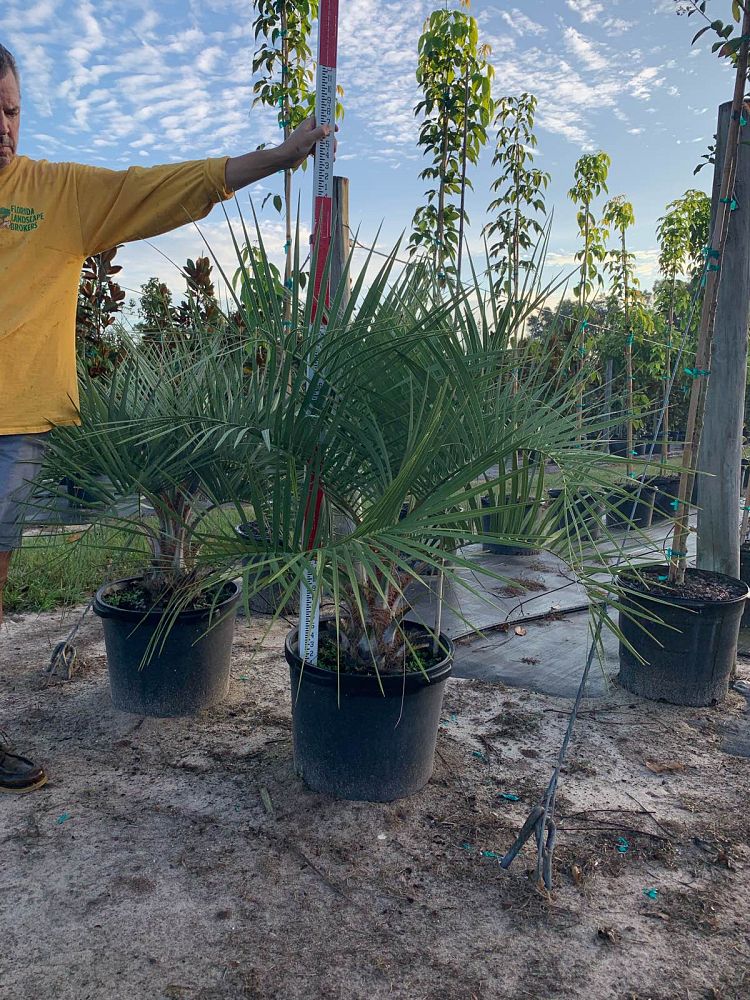 butia-capitata-cocos-australis-pindo-palm-jelly-palm