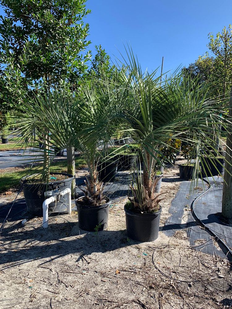 butia-capitata-cocos-australis-pindo-palm-jelly-palm