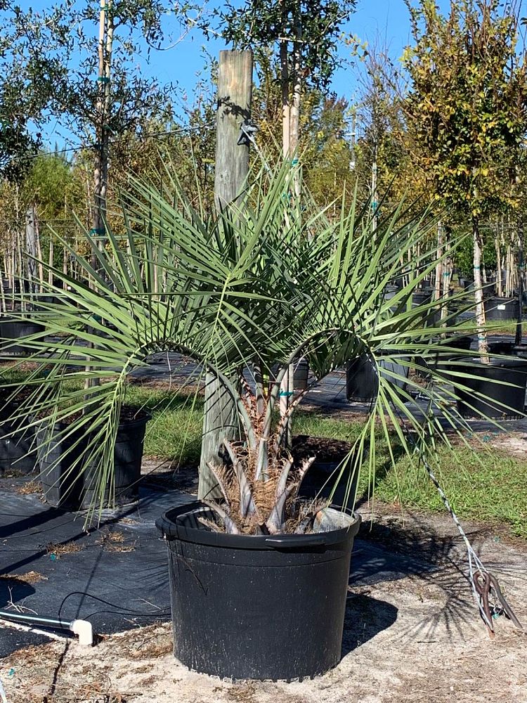 butia-capitata-cocos-australis-pindo-palm-jelly-palm