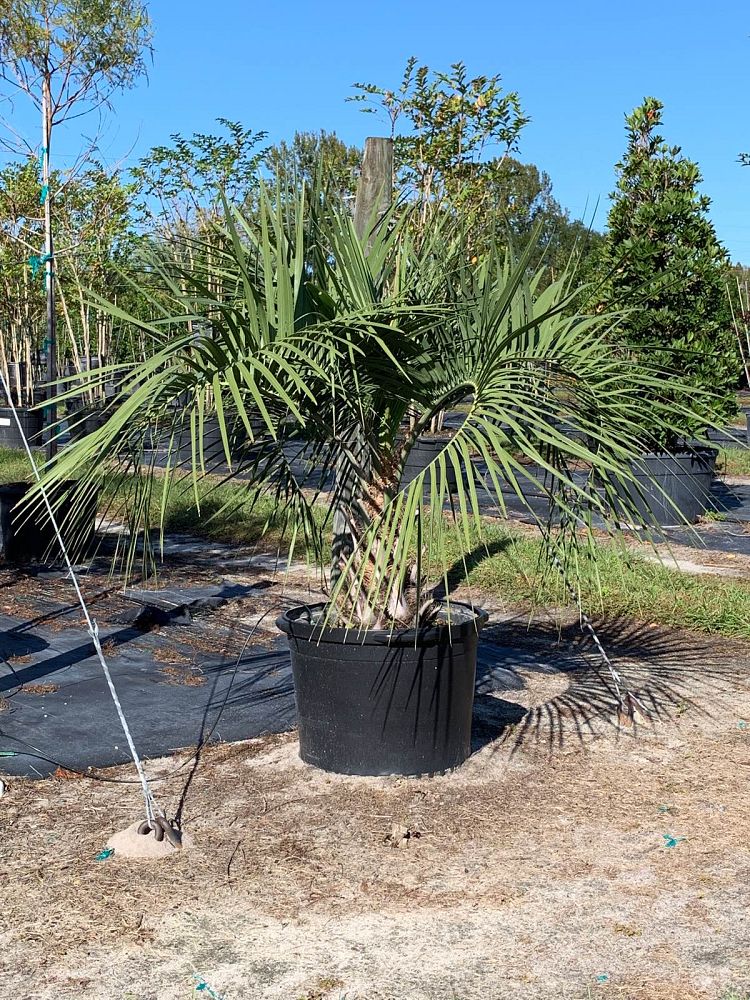 butia-capitata-cocos-australis-pindo-palm-jelly-palm
