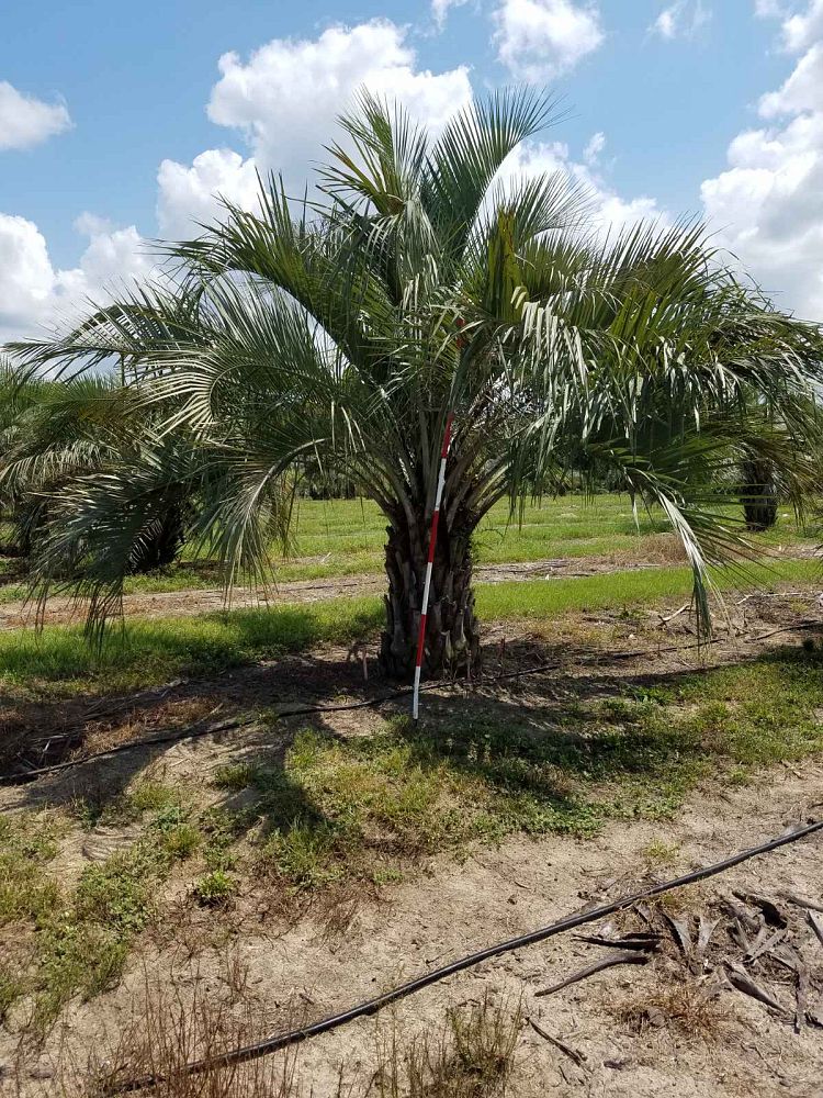 butia-capitata-cocos-australis-pindo-palm-jelly-palm