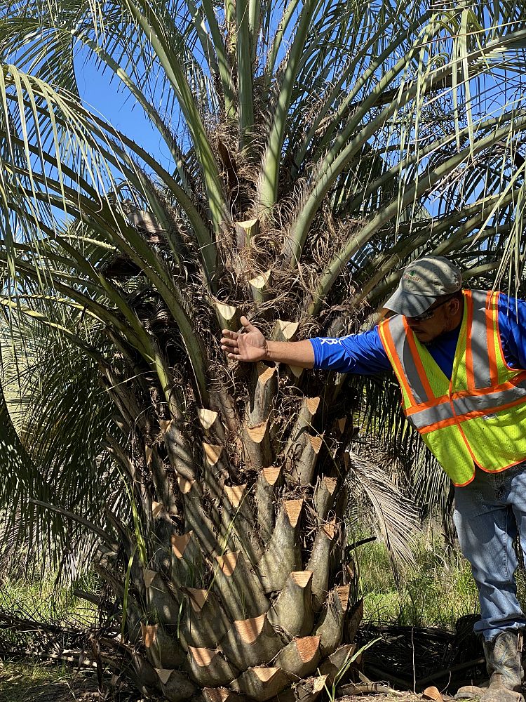 butia-capitata-cocos-australis-pindo-palm-jelly-palm