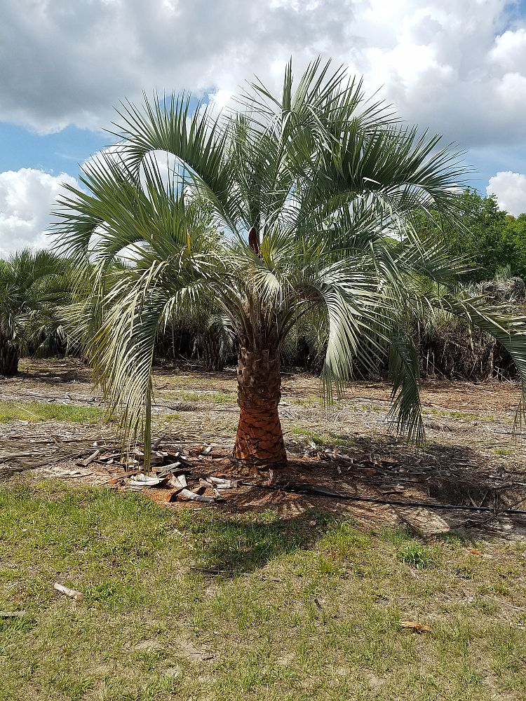 butia-capitata-cocos-australis-pindo-palm-jelly-palm