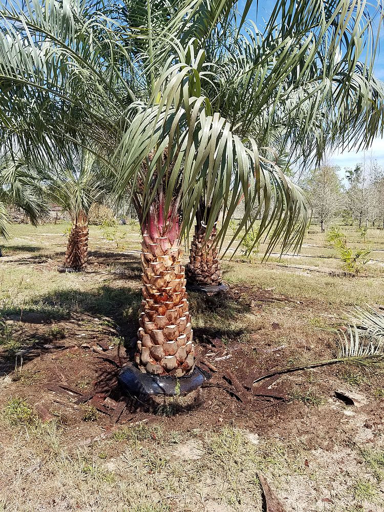 butia-capitata-cocos-australis-pindo-palm-jelly-palm