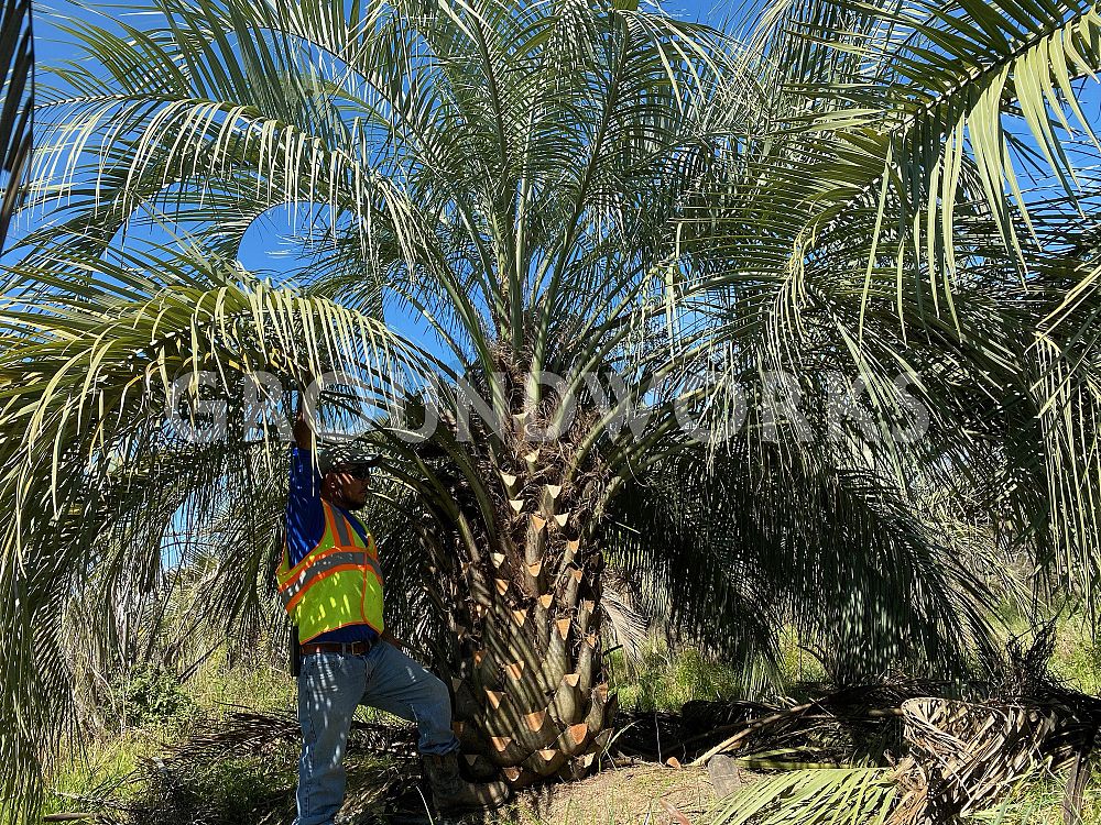 butia-capitata-cocos-australis-pindo-palm-jelly-palm