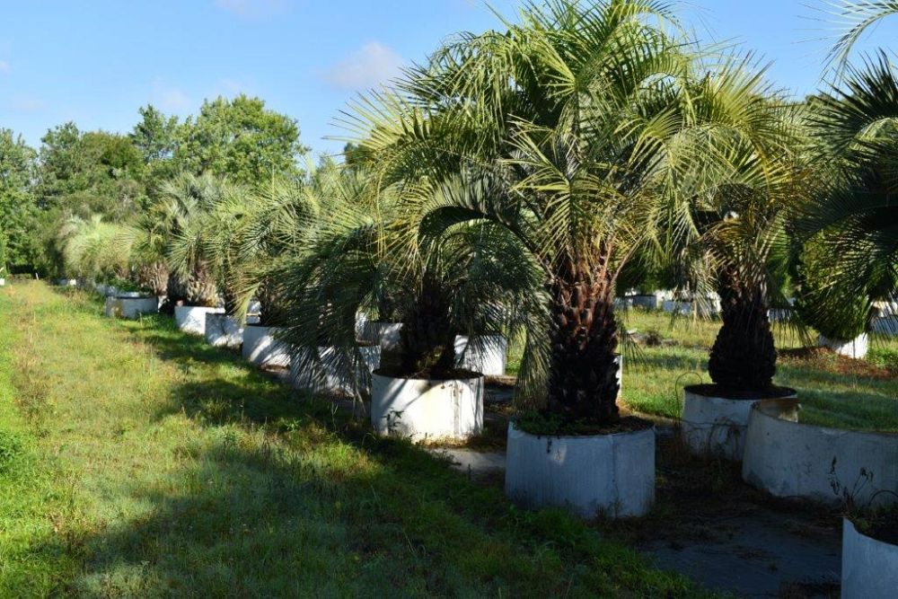 butia-capitata-cocos-australis-pindo-palm-jelly-palm