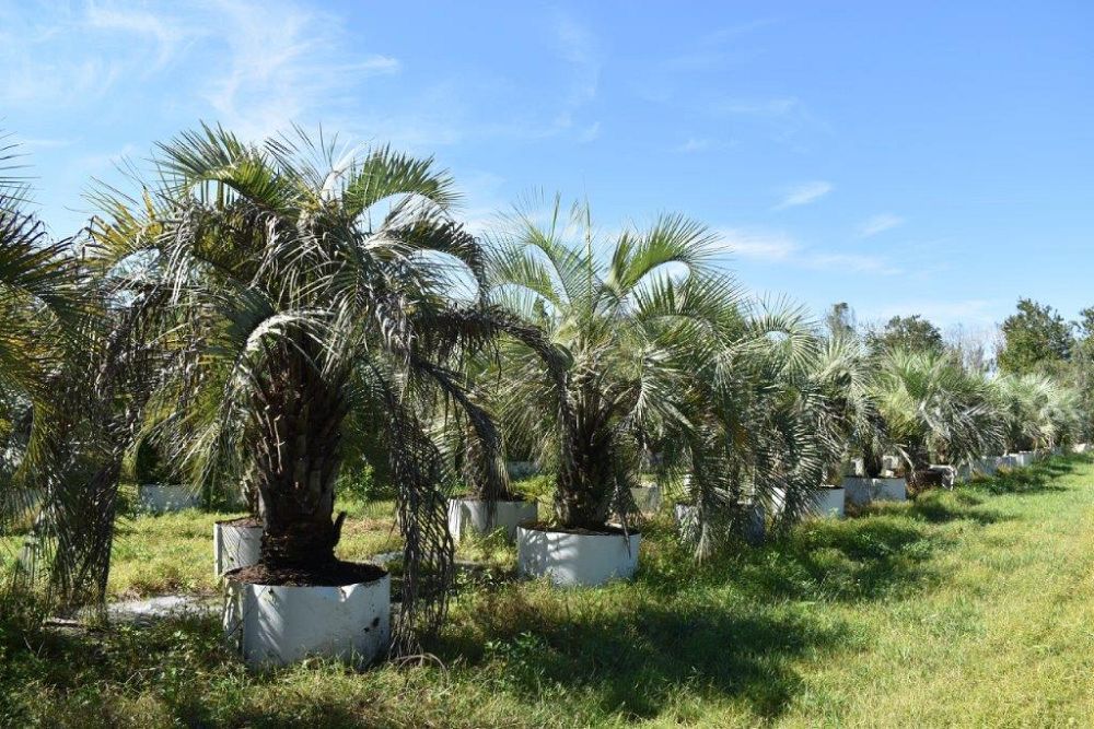 butia-capitata-cocos-australis-pindo-palm-jelly-palm