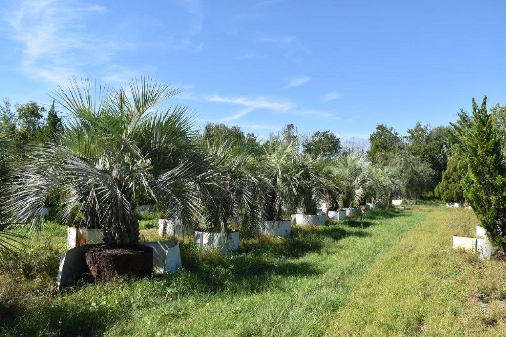 butia-capitata-cocos-australis-pindo-palm-jelly-palm