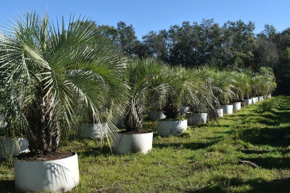 butia-capitata-cocos-australis-pindo-palm-jelly-palm