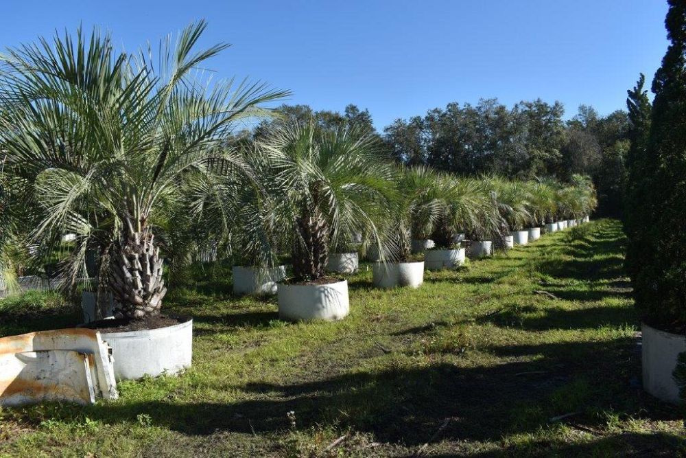 butia-capitata-cocos-australis-pindo-palm-jelly-palm