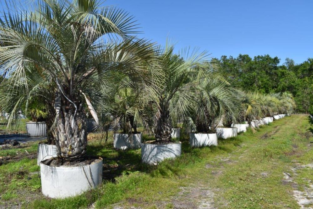 butia-capitata-cocos-australis-pindo-palm-jelly-palm