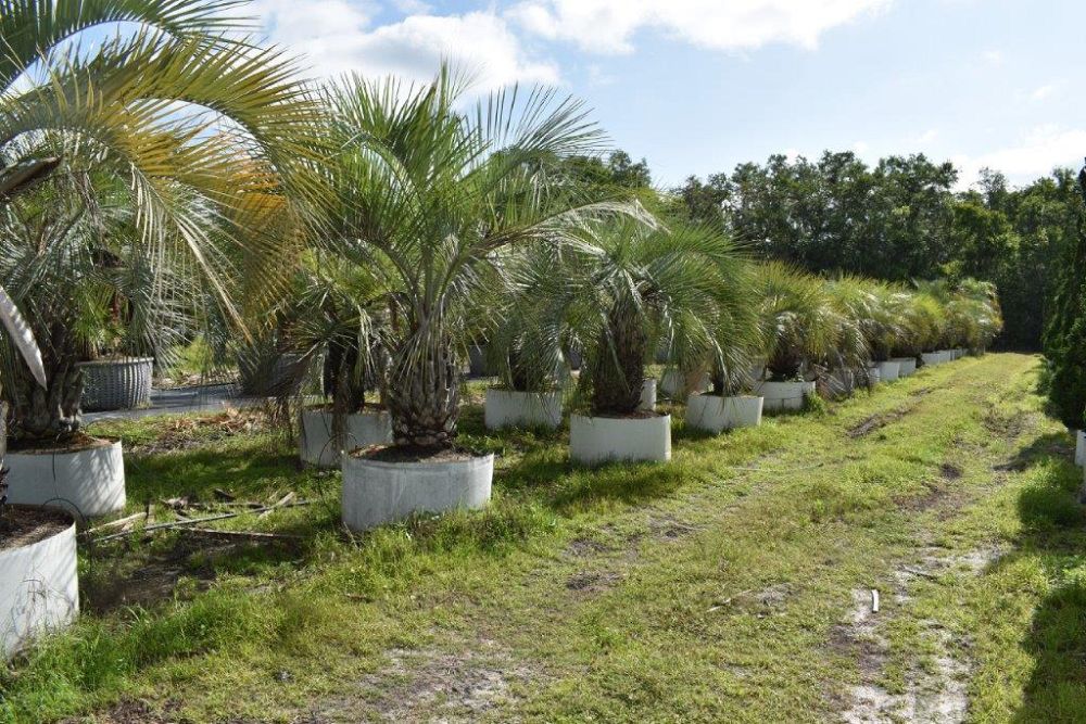 butia-capitata-cocos-australis-pindo-palm-jelly-palm