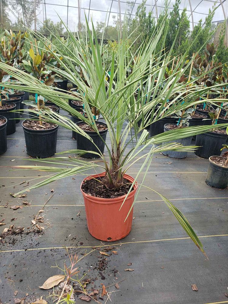butia-capitata-cocos-australis-pindo-palm-jelly-palm