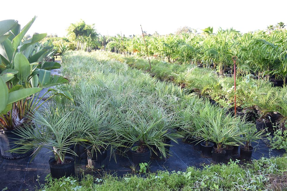 butia-capitata-cocos-australis-pindo-palm-jelly-palm